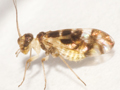 Graphopsocus cruciatus